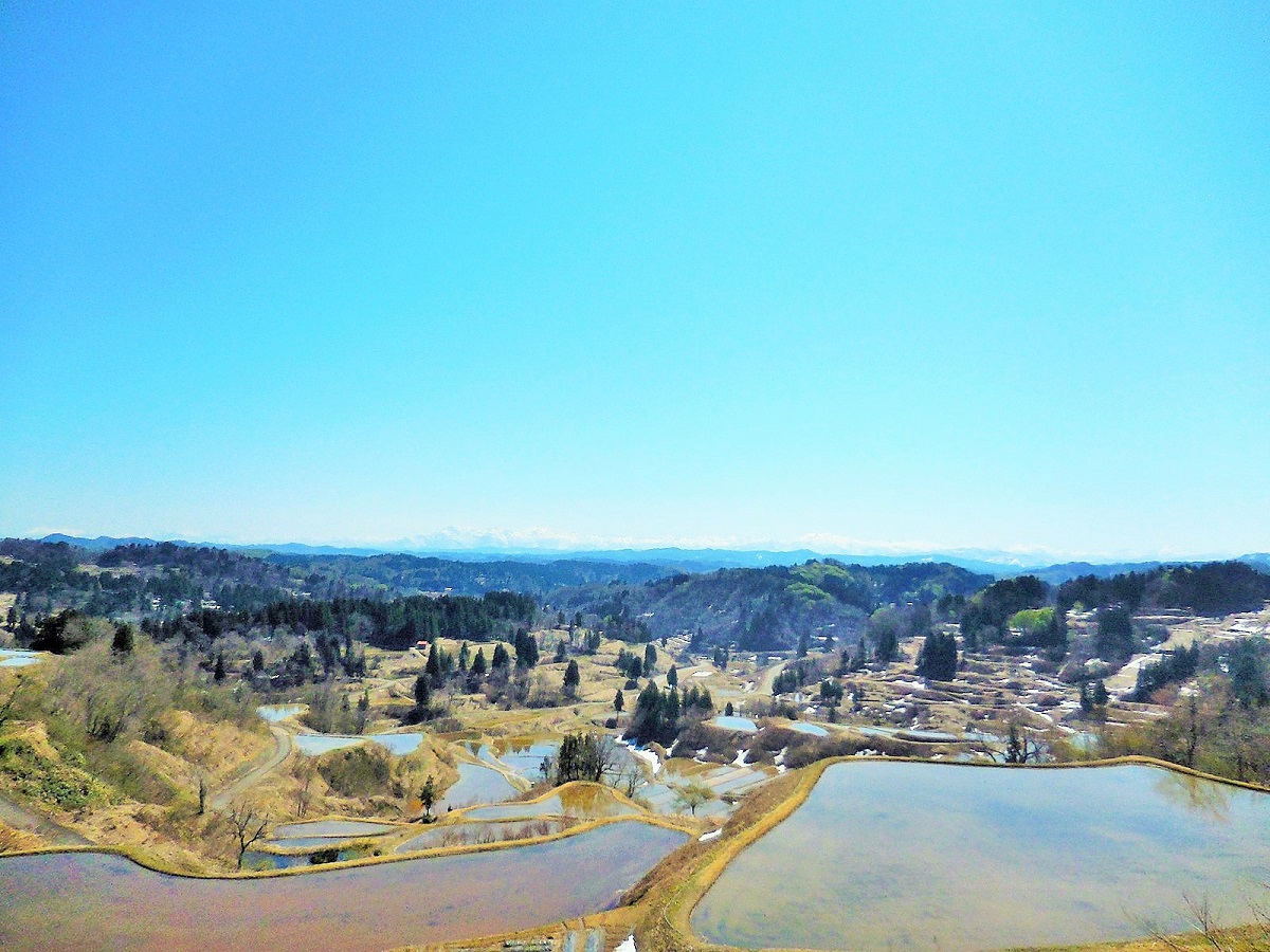 ４月２４日 現在の棚田情報 星峠の棚田 公式 酒の宿 玉城屋 日本三大薬湯 新潟 松之山温泉
