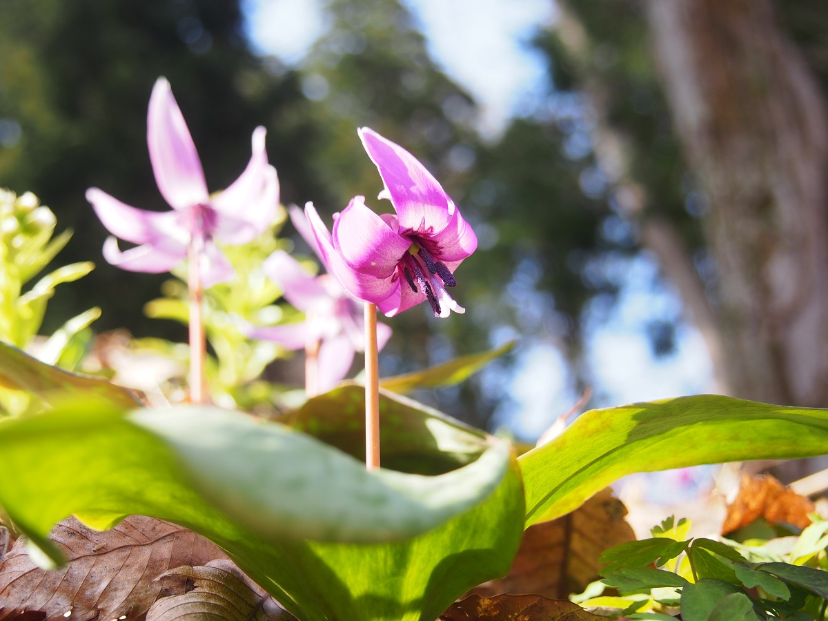 期間限定の花 カタクリが咲いています 公式 酒の宿 玉城屋 日本三大薬湯 新潟 松之山温泉