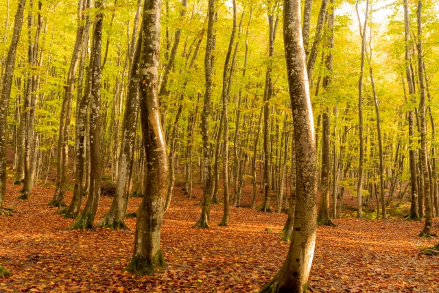 秋の美人林